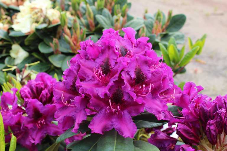 Inkarho-großblumige Rhododendron Blue Jay 25-30cm Alpes Rose