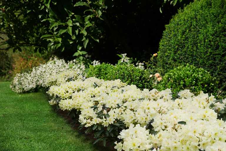 Buy A Scented Hedge Inkarho Rhododendrons Inspire All Senses