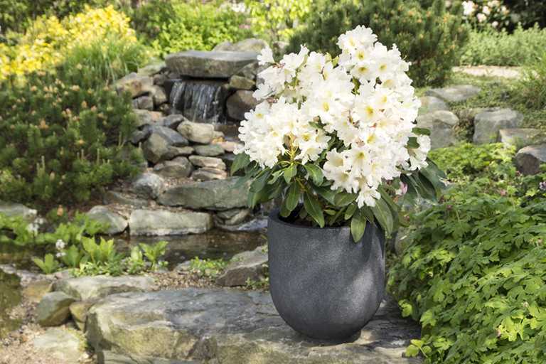 Buy A Scented Hedge Inkarho Rhododendrons Inspire All Senses