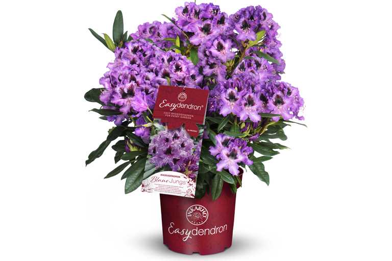 Buy An Easydendron Easy Care Rhododendron Hybrid