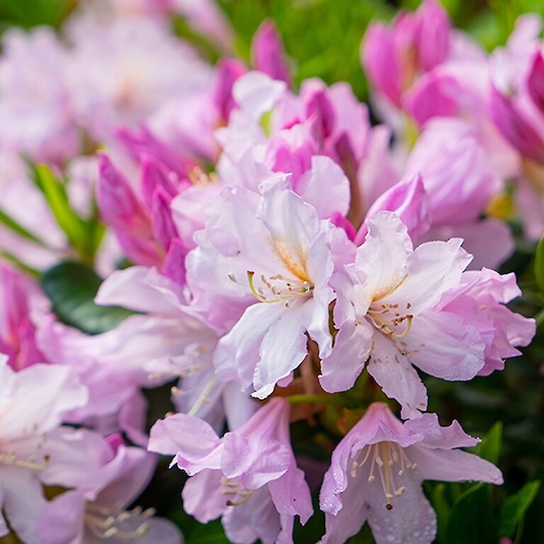 Rhododendron Pflege & Standort