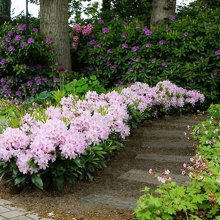 Rhododendron-Hecke: Das pflegeleichte Highlight für jeden Garten
