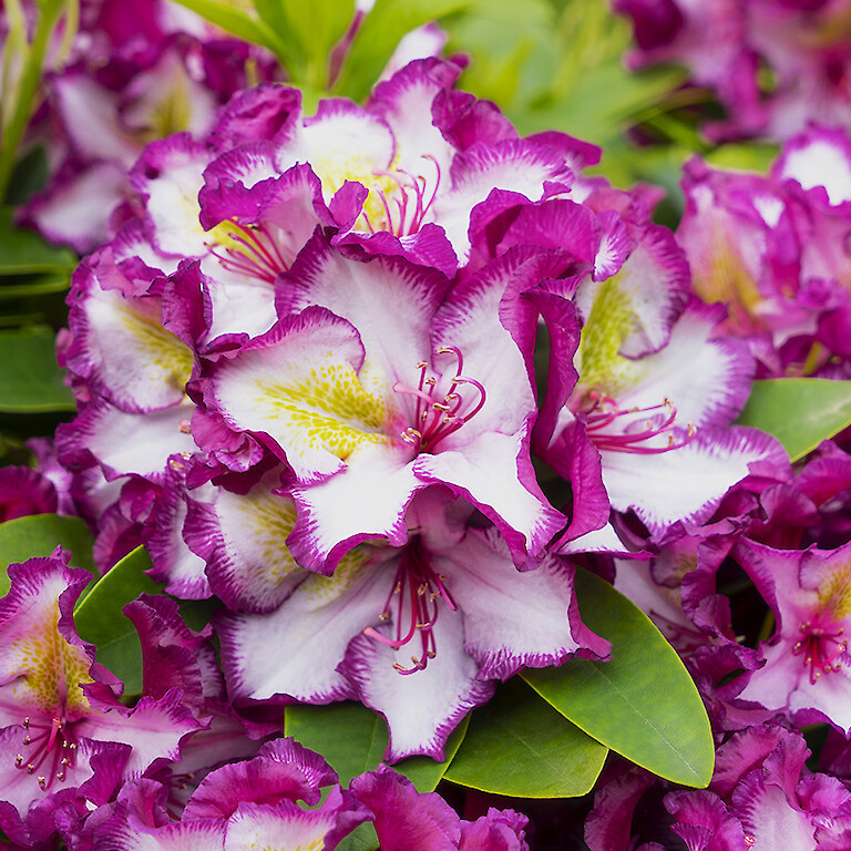 Rhododendron Blütezeit als buntes Highlight